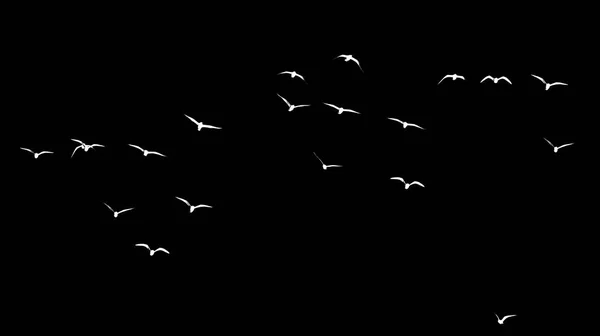 Silhouette of a flock of birds on a black background — Stock Photo, Image