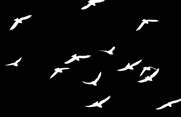 Silueta hejna ptáků na černém pozadí — Stock fotografie