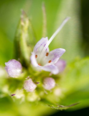 doğada küçük çiçek. Makro