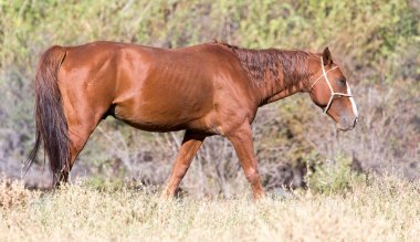 sonbahar doğada kırmızı ata