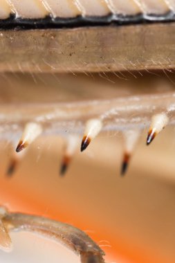 ayak çekirge. Makro