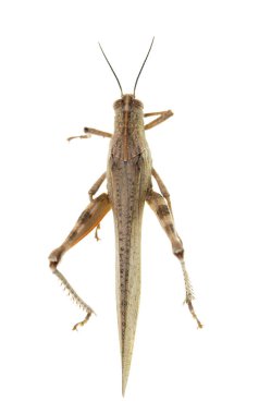 beyaz zemin üzerine çekirge