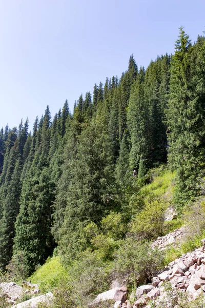 Beautiful Christmas tree in the mountains in summer — Stock Photo, Image