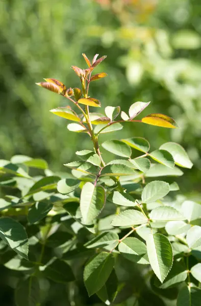 Feuilles vertes sur le buisson à l'extérieur — Photo