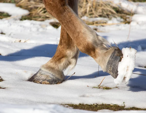 Sabots de chevaux en hiver — Photo