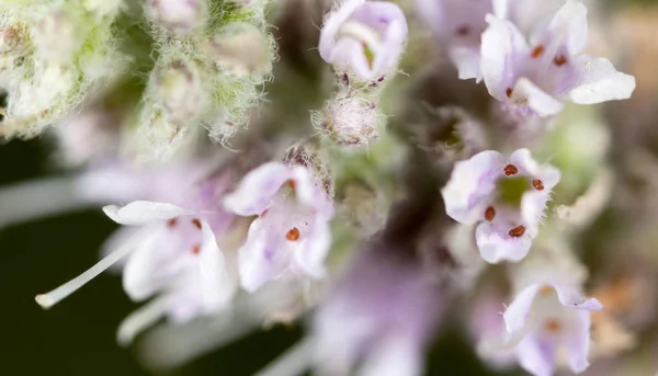 Kleine bloem in de natuur. macro — Stockfoto