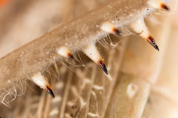 Sauterelle des pieds. macro — Photo