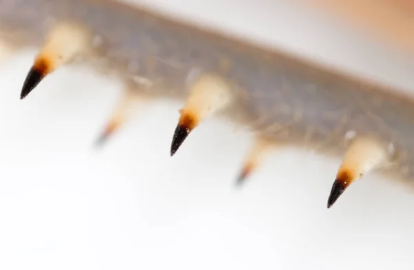 Voet sprinkhaan op een witte achtergrond — Stockfoto