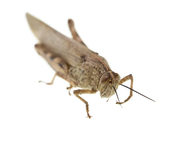 Grasshopper on a white background — Stock Photo, Image