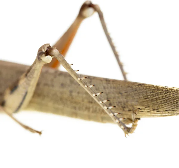 Grasshopper em um fundo branco — Fotografia de Stock