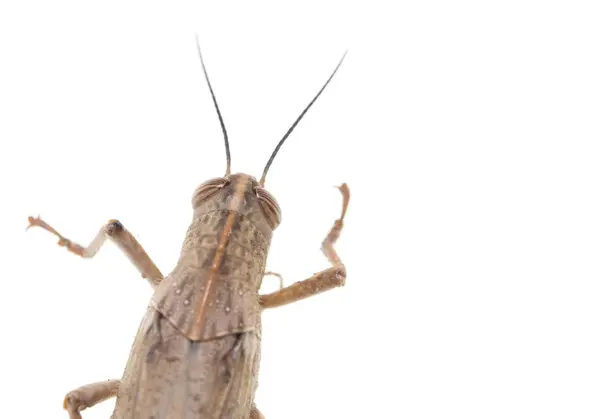 Saltamontes sobre fondo blanco — Foto de Stock