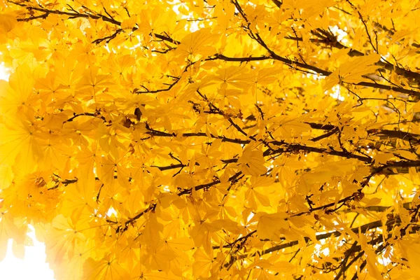 Las hojas en el árbol en la naturaleza en otoño — Foto de Stock