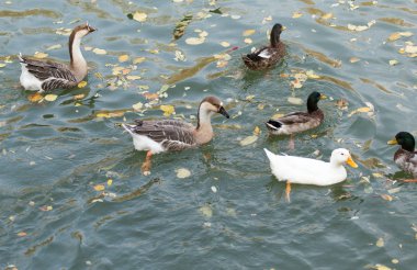 sonbaharda Gölde ördekler bir sürü
