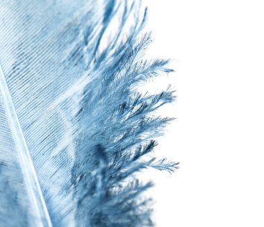 Beyaz arkaplanda mavi tüy