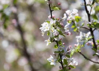 Doğadaki meyve ağacında çiçekler