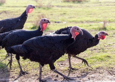 çiftlik Türkiye'nin açık havada