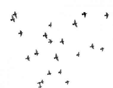 Beyaz arka planda güvercin sürüsü