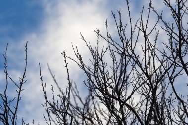 gökyüzüne karşı çıplak dalları ile ağacı