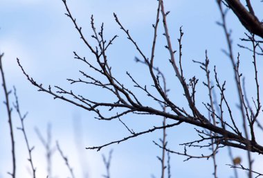 gökyüzüne karşı çıplak dalları ile ağacı