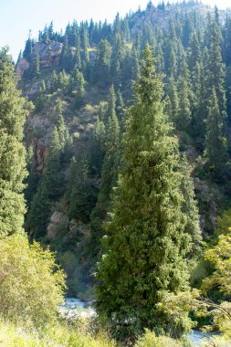 Yazın dağlarda güzel bir Noel ağacı