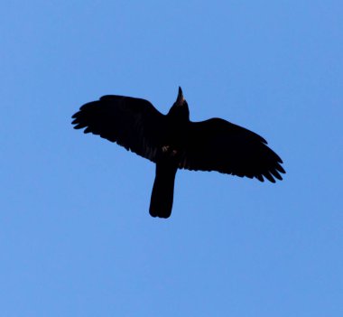 Karga mavi gökyüzü arka plan üzerinde