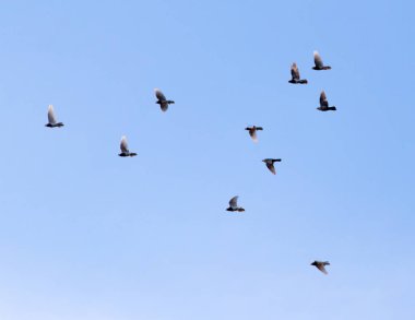 Gökyüzünde bir güvercin sürüsü