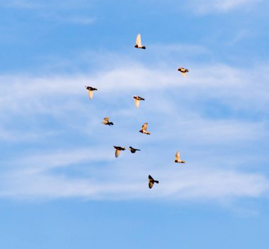 Gökyüzünde bir güvercin sürüsü