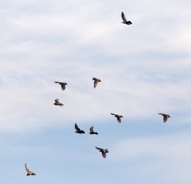 Gökyüzünde bir güvercin sürüsü