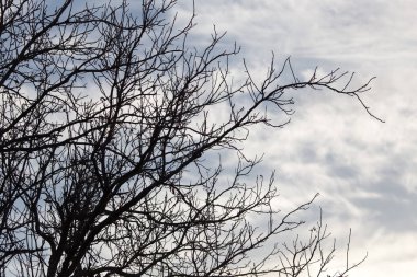 gün batımında çıplak dalları ile ağacı