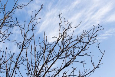 gökyüzüne karşı çıplak dalları ile ağacı