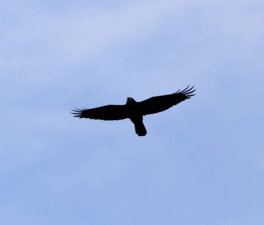 Kargalar bulutlu gökyüzü arka plan üzerinde