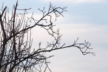 gün batımında çıplak dalları ile ağacı
