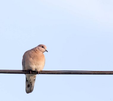 Güvercin gökyüzüne karşı tel üzerinde