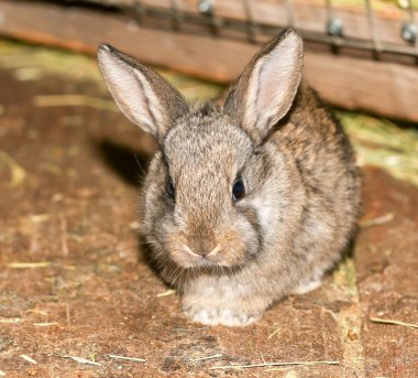 çiftlikte güzel tavşan