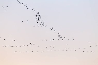 Gün batımında bir kuş sürüsü