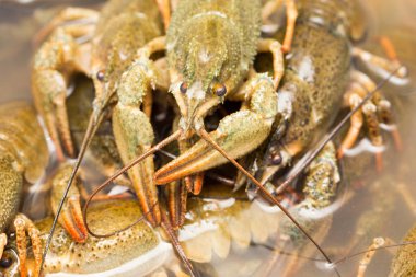 Arka plan olarak suda yaşayan kerevit