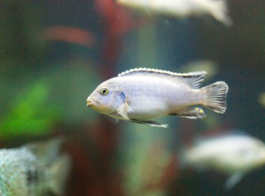 Akvaryumdaki güzel balıklar