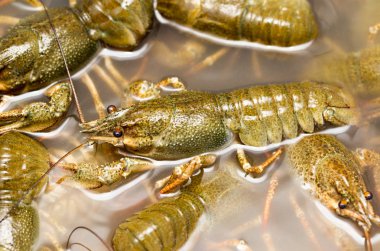 Arka plan olarak suda yaşayan kerevit