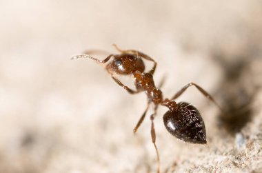 yerde karınca. Makro