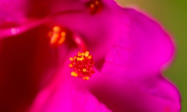 kırmızı bir çiçek Pollen. Makro