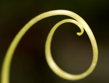 Bıyık üzüm. Makro