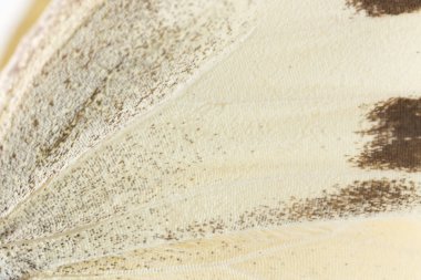 Kelebek kanadı bir arka plan olarak. Makro