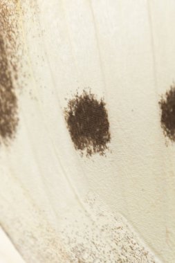 Kelebek kanadı bir arka plan olarak. Makro