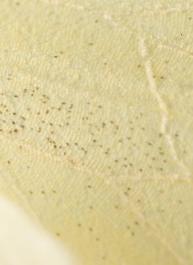 Kelebek kanadı bir arka plan olarak. Makro