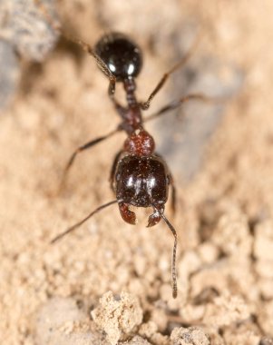 karınca doğada. Makro