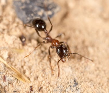 karınca doğada. Makro