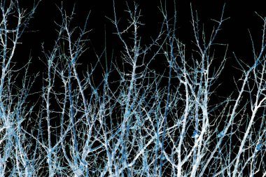 siyah bir arka plan ağaç çıplak dalları