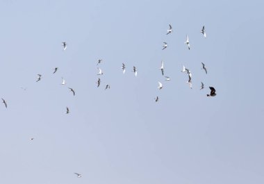 Kartal gökyüzünde üzerinde uçan martı