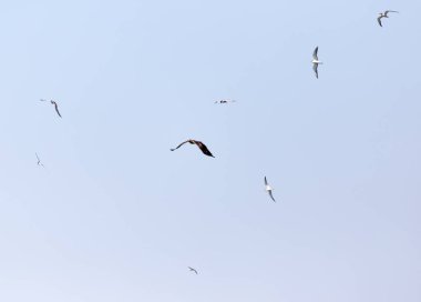 Kartal gökyüzünde üzerinde uçan martı