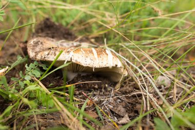 doğada yenilebilir mantar